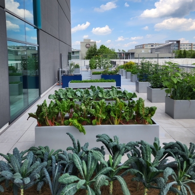 King of Prussia rooftop farm: Planting the seeds of wellness in our community
